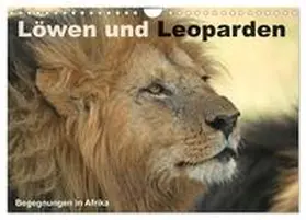 Herzog / CALVENDO |  Löwen und Leoparden - Begegnungen in Afrika (Wandkalender 2025 DIN A4 quer), CALVENDO Monatskalender | Sonstiges |  Sack Fachmedien