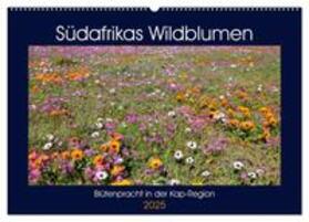 Herzog / CALVENDO |  Südafrikas Wildblumen - Blütenpracht in der Kap-Region (Wandkalender 2025 DIN A2 quer), CALVENDO Monatskalender | Sonstiges |  Sack Fachmedien