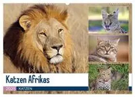 Herzog / CALVENDO |  Katzen Afrikas (Wandkalender 2025 DIN A2 quer), CALVENDO Monatskalender | Sonstiges |  Sack Fachmedien