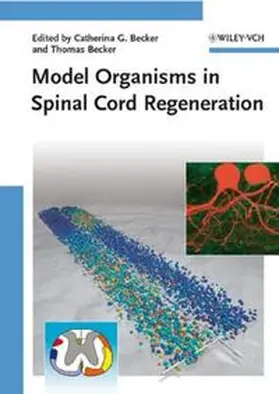 Becker |  Model Organisms in Spinal Cord Regeneration | eBook | Sack Fachmedien