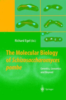 Egel |  The Molecular Biology of Schizosaccharomyces pombe | Buch |  Sack Fachmedien