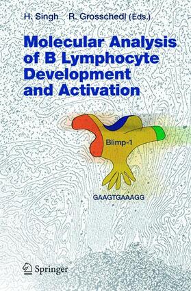 Grosschedl / Singh |  Molecular Analysis of B Lymphocyte Development and Activation | Buch |  Sack Fachmedien