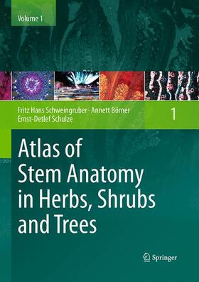 Schweingruber / Schulze / Börner |  Atlas of Stem Anatomy in Herbs, Shrubs and Trees | Buch |  Sack Fachmedien