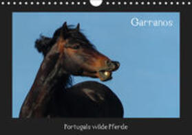 Lampert |  Garranos (Wandkalender 2019 DIN A4 quer) | Sonstiges |  Sack Fachmedien