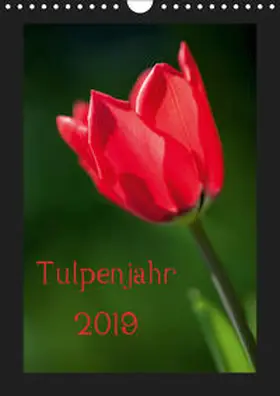 Müller |  Tulpenjahr (Wandkalender 2019 DIN A4 hoch) | Sonstiges |  Sack Fachmedien