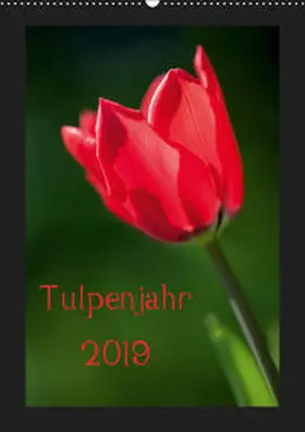 Müller |  Tulpenjahr (Wandkalender 2019 DIN A2 hoch) | Sonstiges |  Sack Fachmedien