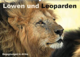 Herzog |  Löwen und Leoparden - Begegnungen in Afrika (Wandkalender 2019 DIN A2 quer) | Sonstiges |  Sack Fachmedien