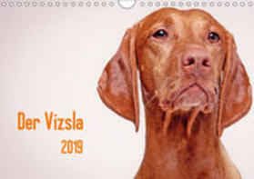 Stark |  Der Vizsla 2019 (Wandkalender 2019 DIN A4 quer) | Sonstiges |  Sack Fachmedien