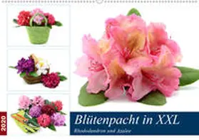 Frost |  Blütenpracht in XXL - Rhododendron und Azalee (Wandkalender 2020 DIN A2 quer) | Sonstiges |  Sack Fachmedien