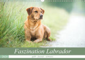 Strunz |  Faszination Labrador - gelb, foxred, schwarz (Wandkalender 2020 DIN A3 quer) | Sonstiges |  Sack Fachmedien