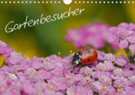 Müller |  Gartenbesucher (Wandkalender 2020 DIN A4 quer) | Sonstiges |  Sack Fachmedien