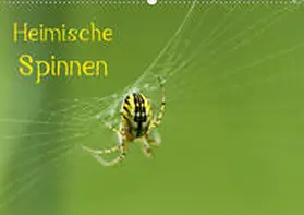 Schäfer |  Heimische Spinnen (Wandkalender 2020 DIN A2 quer) | Sonstiges |  Sack Fachmedien