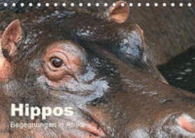 Herzog |  Hippos - Begegnungen in Afrika (Tischkalender 2020 DIN A5 quer) | Sonstiges |  Sack Fachmedien