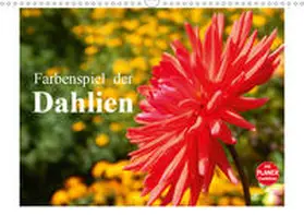 Busch |  Farbenspiel der Dahlien (Wandkalender 2020 DIN A3 quer) | Sonstiges |  Sack Fachmedien