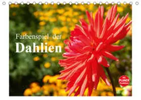 Busch |  Farbenspiel der Dahlien (Tischkalender 2020 DIN A5 quer) | Sonstiges |  Sack Fachmedien