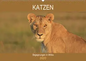 Herzog |  Katzen - Begegnungen in Afrika (Wandkalender 2020 DIN A2 quer) | Sonstiges |  Sack Fachmedien