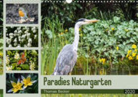 Becker |  Paradies Naturgarten (Wandkalender 2020 DIN A3 quer) | Sonstiges |  Sack Fachmedien