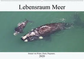 und Yvonne Herzog |  Lebensraum Meer - Heimat von Walen, Haien, Pinguinen... (Wandkalender 2020 DIN A2 quer) | Sonstiges |  Sack Fachmedien