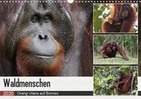 Herzog |  Waldmenschen - Orang Utans auf Borneo (Wandkalender 2020 DIN A3 quer) | Sonstiges |  Sack Fachmedien