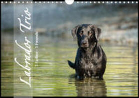 Strunz |  Labrador Trio - 3 Farben, 3 Freunde (Wandkalender 2020 DIN A4 quer) | Sonstiges |  Sack Fachmedien