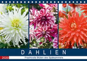 Meyer |  Dahlien - Prachtvolle Blüten des Spätsommers (Tischkalender 2020 DIN A5 quer) | Sonstiges |  Sack Fachmedien