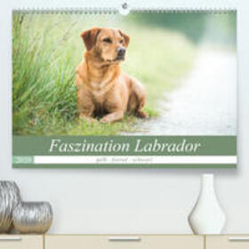 Strunz |  Faszination Labrador - gelb, foxred, schwarz(Premium, hochwertiger DIN A2 Wandkalender 2020, Kunstdruck in Hochglanz) | Sonstiges |  Sack Fachmedien