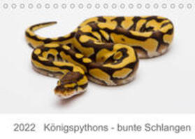 Lang |  Lang, W: Königspythons - bunte Schlangen (Tischkalender 2022 | Sonstiges |  Sack Fachmedien