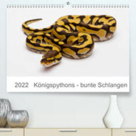 Lang |  Lang, W: Königspythons - bunte Schlangen (Premium, hochwerti | Sonstiges |  Sack Fachmedien