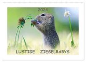 Lang |  Lustige Zieselbabys (Wandkalender 2024 DIN A2 quer), CALVENDO Monatskalender | Sonstiges |  Sack Fachmedien