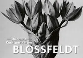 Blossfeldt |  Postkarten-Set Blossfeldt | Buch |  Sack Fachmedien