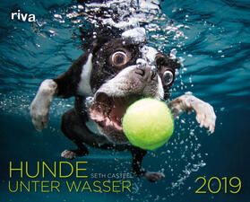 Casteel |  Hunde unter Wasser 2019 | Sonstiges |  Sack Fachmedien