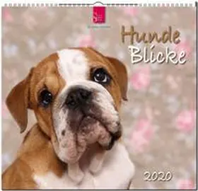 HundeBlicke 2020 | Sonstiges | 978-3-8003-6168-7 | sack.de