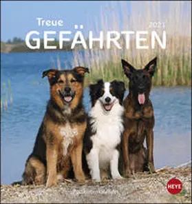 Heye |  Hunde. Treue Gefährten 2021. Postkartenkalender | Sonstiges |  Sack Fachmedien