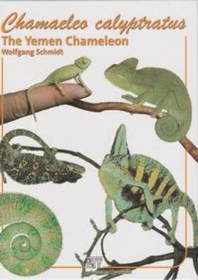 Schmidt | Chamaeleo calyptratus | Buch | 978-3-86659-036-6 | sack.de