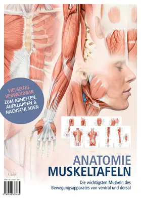 KVM – Der Medizinverlag |  Anatomie-Muskeltafeln | Sonstiges |  Sack Fachmedien