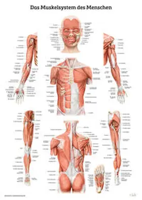  Das Muskelsystem des Menschen | Sonstiges |  Sack Fachmedien