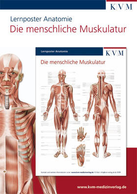  Anatomie Lernposter. Die menschliche Muskulatur | Sonstiges |  Sack Fachmedien