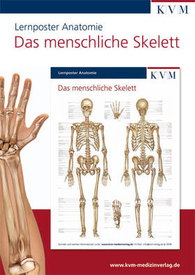  Anatomie Lernposter. Das menschliche Skelett | Sonstiges |  Sack Fachmedien