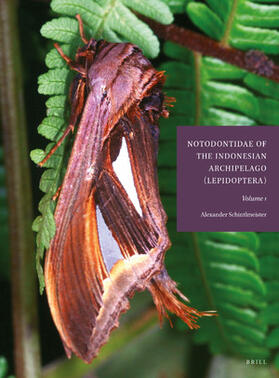 Schintlmeister |  Notodontidae of the Indonesian Archipelago (Lepidoptera) | Buch |  Sack Fachmedien